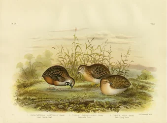 Caille des Marais, 1891